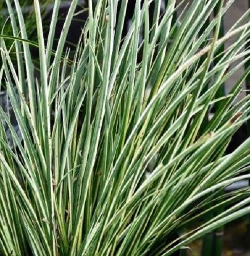 Acorus gramineus variegatus pot